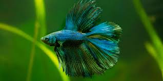 Betta Fish Series Types Of Betta Fish The Aquarium Guide