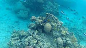 In the red sea just south of the city of eilat, a colorful coral colony brims with life. Underwater Coral Reef Eilat Israel Red Sea Youtube