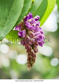 Image result for Uraria