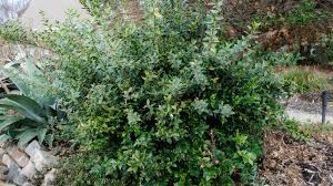 Image result for Sarcocornia natalensis