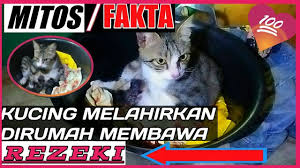 .arti mimpi kucing beserta nomer tafsir mimpi kucing 2d 3d 4d lengkap dengan kejadian mimpi bagi anda yang pernah mengalami arti mimpi melihat kucing beranak atau kucing melahirkan. Mitos Fakta Kucing Melahirkan Pembawa Rejeki Youtube