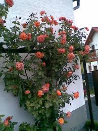 I dag vil jeg portrettere 'westerland', en rose som har mye til felles med den forrige jeg presenterte, 'maigold' rosegruppe: Westerland Rose Orange Ca 150cm Reimer Kordes 1969 Rosa Westerland Online Bestellen