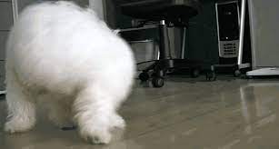 Why Do Dogs Chase Their Tails Dog Tail Chasing Explained Bechewy