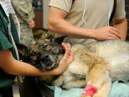 18 tips on how to save money on dog care and vet bills. Emergency Vet In Pensacola Fl Safe Harbor Animal Hospital