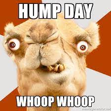 Due to the arid conditions prevailing in so, what is the role of the camel's hump? Click Seo Marketing Inc Clickseomarketing Instagram Photos And Videos Funny Pictures Funny Funny Pictures Fails