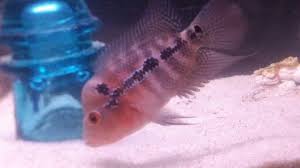 Iris A Baby Male Flowerhorn