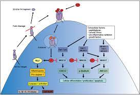 Toxins Free Full Text Anthrax Lethal Toxin And The Induction Of Cd4 T Cell Immunity Html