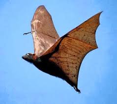 The user who uploaded the picture put any doubts the beast was real to rest in the post that quickly went viral. The Giant Golden Crowned Flora And Fauna In Bicolandia Facebook