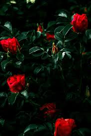 Your image will be published with a pricetag. Best Flower Wallpapers Red Flower Garden Roses Petal Rose Flowering Plant Plant Floribunda Rose Family Leaf 1070702 Wallpaperkiss