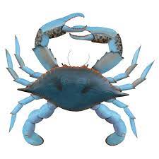 Extra Large Blue Claw Crab Wall Art Beach Wall Decor Beach Wall Art Crab