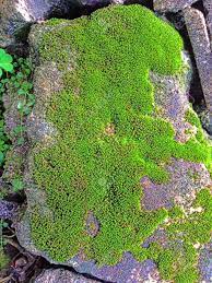 This guide covers everything you need to know for growing moss in growing moss is perhaps the easiest part of the gardening. Moss Growing On A Rock Stock Photo Picture And Royalty Free Image Image 21522781