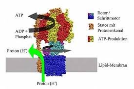 • h bir kimyasal molekülden uzaklaştırıldığı zaman o molekül okside olmuştur. Enzym Wirkt Als Nanomotor Forscher Suchen Nach Anwendungen In Der Nanotechnologie Scinexx De