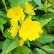 Image result for Onagraceae