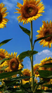 Tons of awesome aesthetic sunflower wallpapers to download for free. Sunflower Iphone Wallpapers Wallpaper Cave
