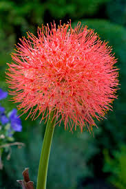 Image result for Scadoxus multiflorus