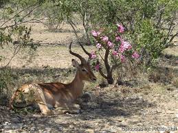Image result for Adenium swazicum
