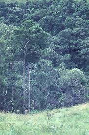 Image result for Podocarpus milanjianus