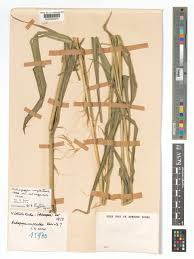 Image result for Diheteropogon microterus