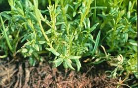 Image result for Oldfieldia