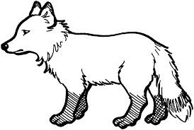 Use this lesson in your classroom, homeschooling curriculum or just as a fun kids activity that you as a parent can do with your child. Arctic Fox Coloring Pages Drawing Free Image Download