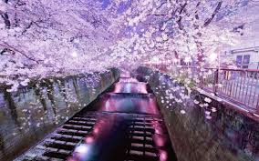 Follow the vibe and change your wallpaper every day! Tokyo Sakura Wallpapers Top Free Tokyo Sakura Backgrounds Wallpaperaccess
