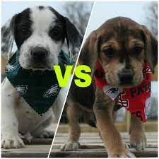 After you have selected the animal you wish to adopt, seek assistance from any of our shelter staff who will interview you to determine if you are a suitable adopter. Paws Dog Rescue In Forest Hill To Hold Puppy Bowl Fundraiser On Feb 3rd Harford Happenings