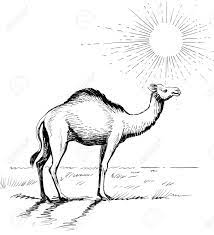 This page is about camel art drawing,contains camel ink sketch ink drawing pen and ink black and white,explore collection of easy camel drawing,pastel drawing of camels head camels art, animal drawings, animal art,on the drawing board and more. Camel In The Desert Ink Black And White Drawing Stock Photo Picture And Royalty Free Image Image 137213458