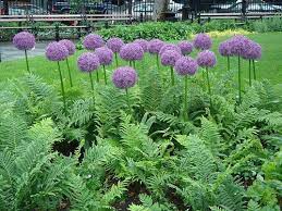 Globemaster Allium Ornamental Onion That Grows To 32 Inches High Wildflower Garden Perennial Garden Easy Garden