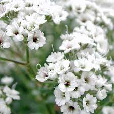 Gypsophila Double Snowflake Gypsophila Baby S Breath Australian Seed