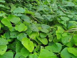 Image result for Menispermaceae