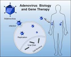 Adenovirus is a type of virus that can cause a variety of illnesses such as upper and lower respiratory infections outbreaks of adenovirus have become more common. Adenoviral Infection And Immunity And Adenoviral Vectors For Gene Therapy Applications Frontiers Research Topic
