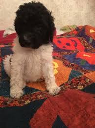 Call today for available goldendoodle puppies for sale. Goldendoodle Puppy Dog For Sale In Sneads Ferry North Carolina