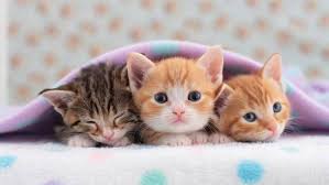 Ruyada Kedi Gormek Nedir 100 Dogru Yorumlar Imami Nablusi R A