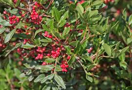 Image result for Ozoroa pwetoensis