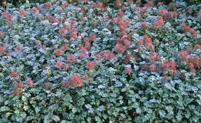 Blaugrunes Stachelnusschen Bemerkenswerter Bodendecker Bodendecker Pflanzen Bluhende Pflanzen