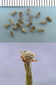 Image result for Cichorium