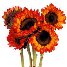 Pin On Pretty Flowers