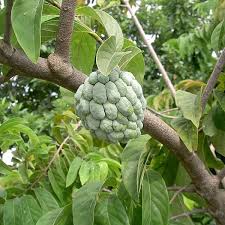 Image result for Annona