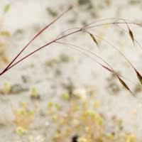 Image result for Bromus leptoclados
