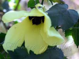 Image result for Hibiscus dongolensis