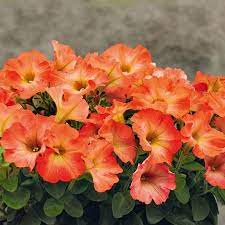 Petunia Salmon Ray Son Superbe Coloris Orange Saumon S Eclaircit Au Centre De La Fleur Il S Accorde Bien Avec Une Varie Petunias Trees To Plant Flower Lover
