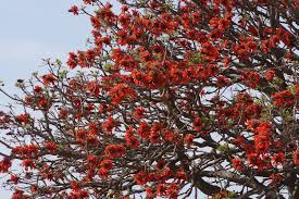 Image result for Erythrina afra