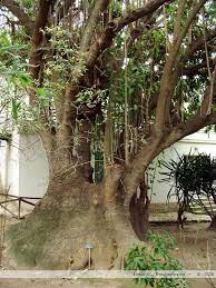 Ombu Or Bellasombra Phytolacca Dioica
