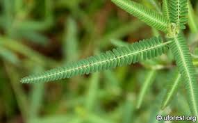 Image result for Aeschynomene indica