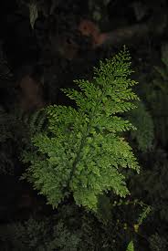 Image result for Vandenboschia