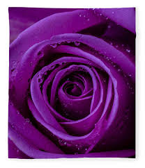Pin On Purple Love