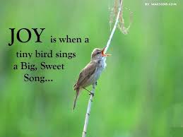 Bird Bird Bird Is The Word Song 