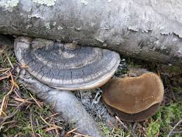 Image result for Phellinus igniarius