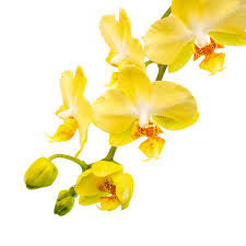 Persone stanno guardando questo prodotto. Foto Orchidea Gialla Immagini E Vettoriali