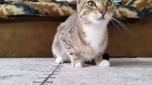 Kucing hitam dalam islam, kucing hitam masuk rumah pertanda apa, mitos kucing hitam di jawa, kucing aneh92: Pin On Gilamuzikvid